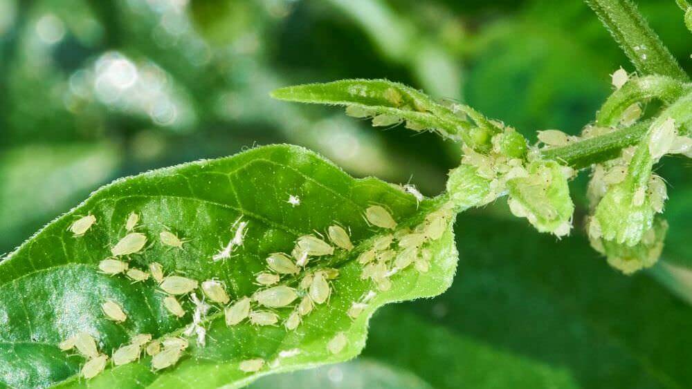 Blattläuse – unliebsame Pflanzengäste