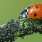 Tierische Hilfe im Gemüsegarten: So siedeln Sie Nützlinge an