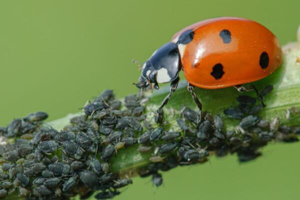 Nützlinge im Garten