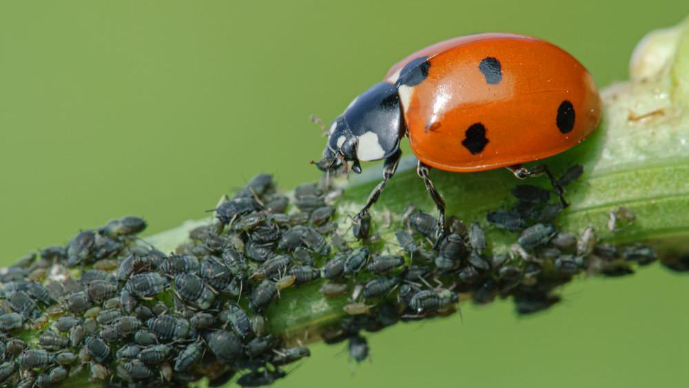 Nützlinge im Garten