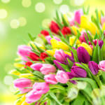 Tulpen – die farbenfrohen Frühlingsboten