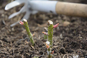Rosen - so pflegen Sie die Königin der Blumen richtig und mit Erfolg