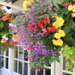 Hanging Baskets – viele Pflanzen auf engstem Raum