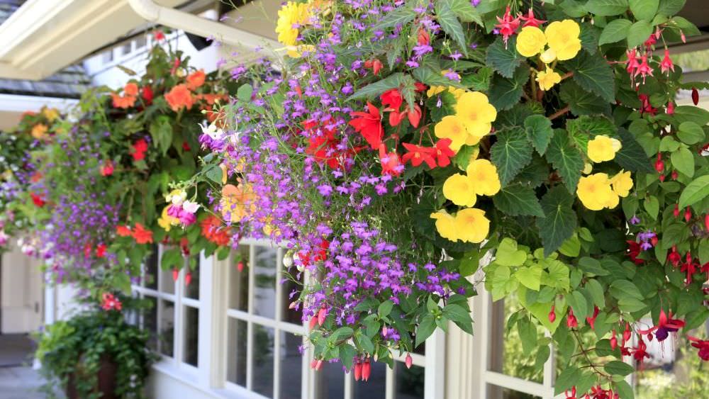 Hanging Baskets – viele Pflanzen auf engstem Raum