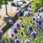 Lavendel – ein Hauch von Provence auf dem Balkon