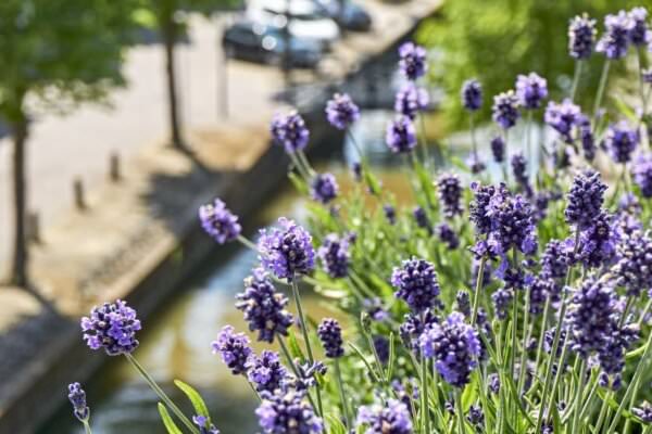 Lavendel auf Balkon