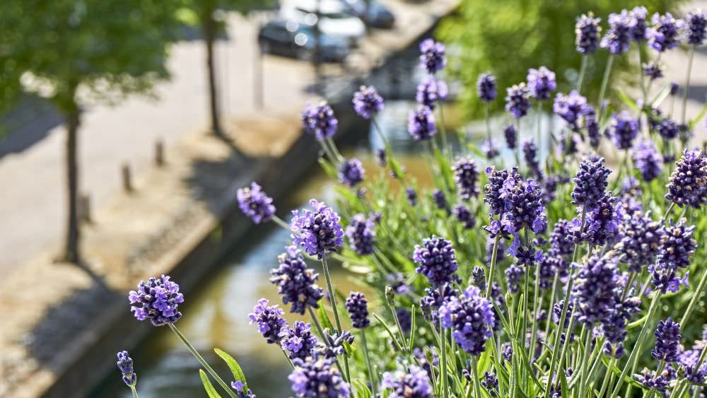 Lavendel auf Balkon