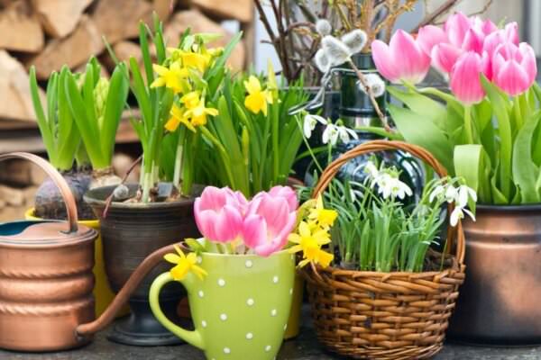 Frühling auf Balkon