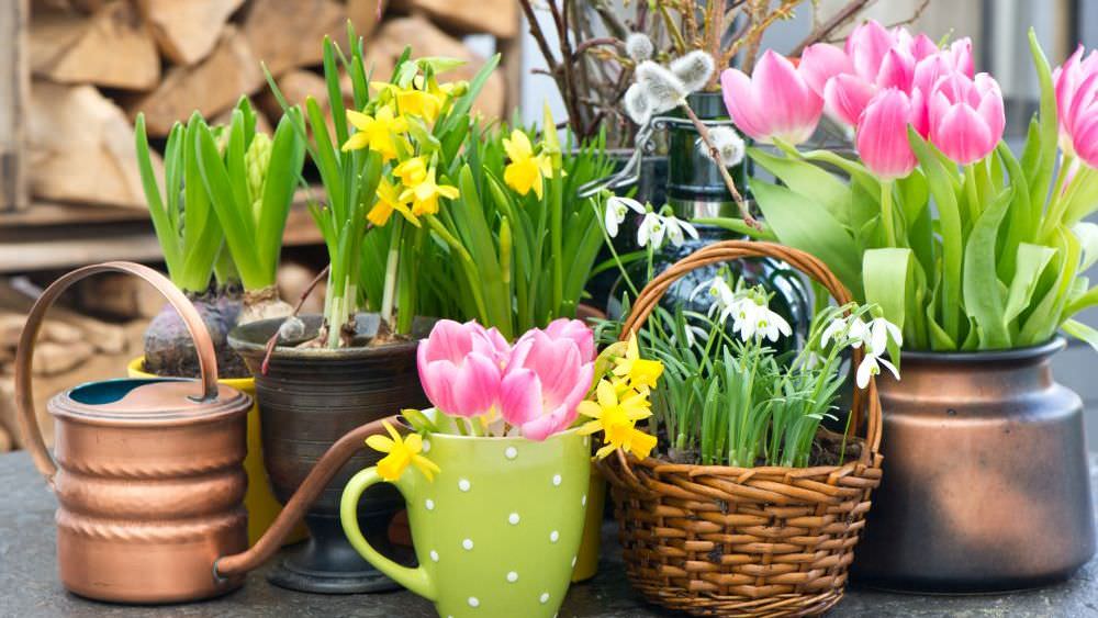 Frühling auf Balkon