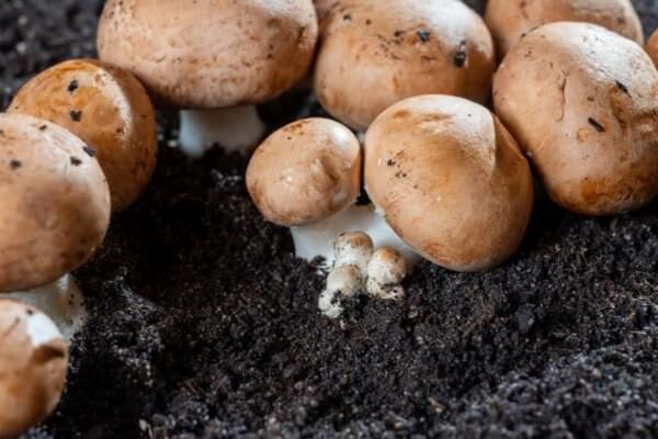 Pilze im Garten anbauen