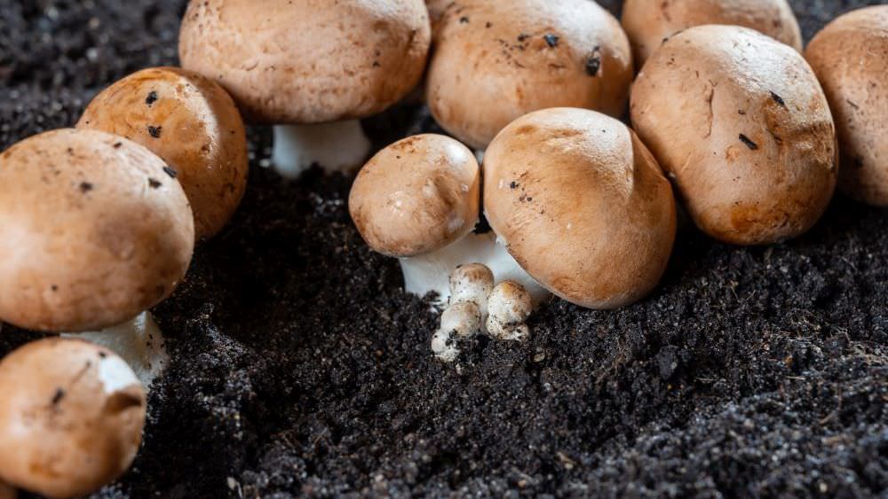 Pilze im eigenen Garten züchten: So geht’s