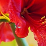 Warum blüht meine Amaryllis nicht?