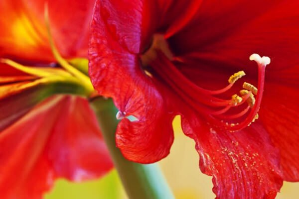 Amaryllis