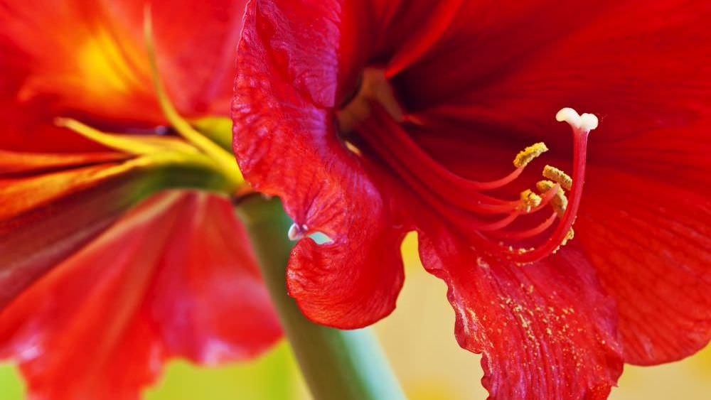 Warum blüht meine Amaryllis nicht?