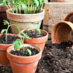 Die vier wichtigsten Anzuchtbedingungen für kräftige, kompakte Pflanzen