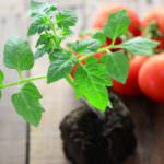 Schritt für Schritt: So ziehen Sie Tomaten erfolgreich vor