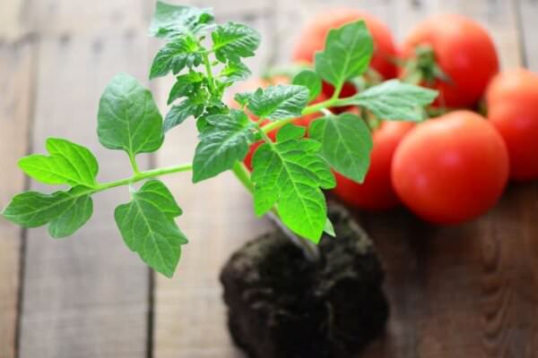 Tomaten Anzucht