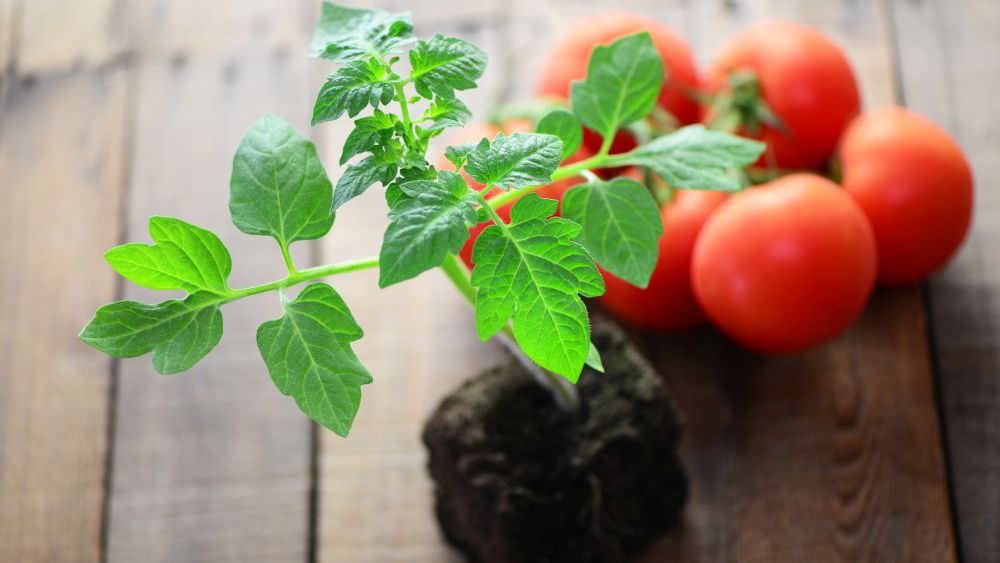 Schritt für Schritt: So ziehen Sie Tomaten erfolgreich vor