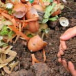 Komposthaufen oder Flächenkompost – das Für und Wider der Kompostierung