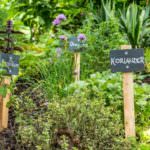 Kräutergarten anlegen – so gedeihen Ihre Kräuter im Überfluss