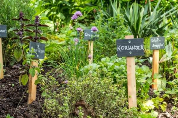 Kräuterbeet im Garten