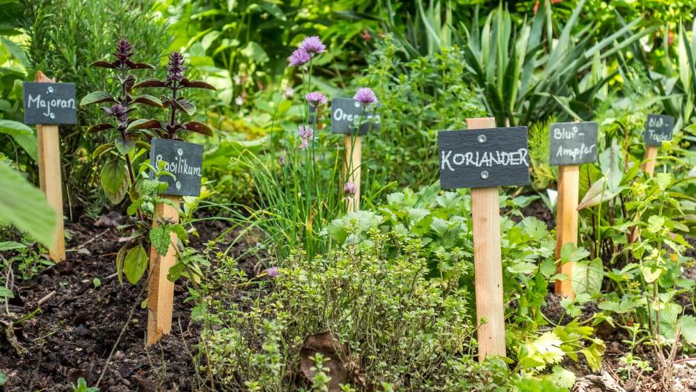 Kräutergarten anlegen – so gedeihen Ihre Kräuter im Überfluss