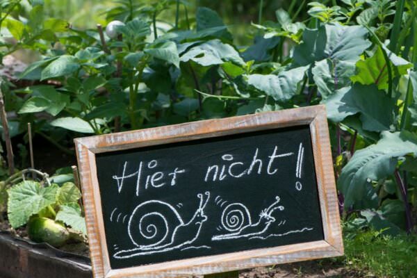 Schnecken im Garten