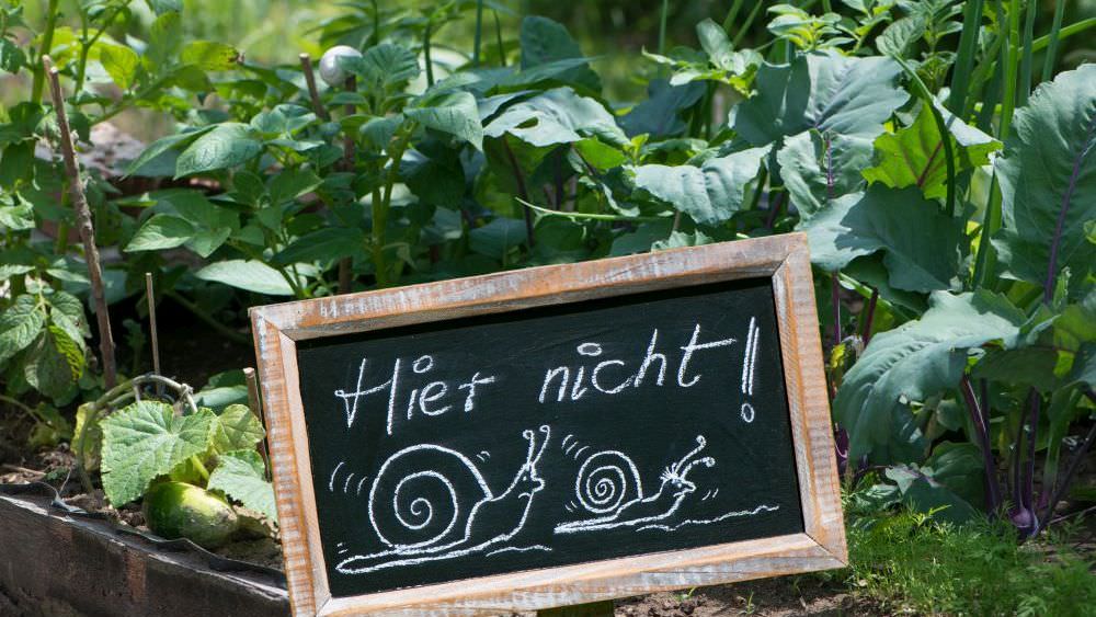 Schnecken raus: So werden Sie die gefräßigen Besucher los