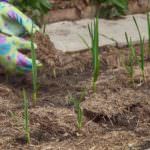 Weniger Arbeit, mehr Ertrag: Vorteile des Mulchens im Gemüsegarten