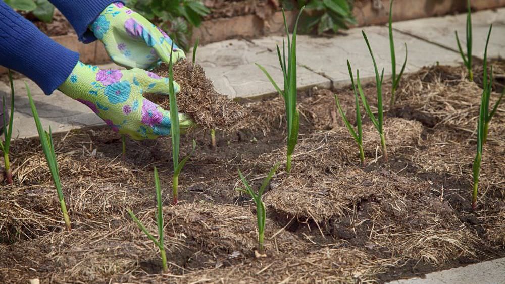 Weniger Arbeit, mehr Ertrag: Vorteile des Mulchens im Gemüsegarten