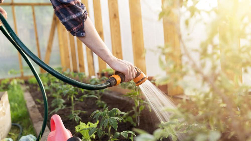 Tomatenhaus selber bauen – Schritt für Schritt zu mehr Schutz