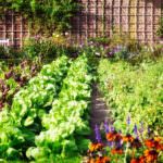 Kleiner Garten, große Ernte: So holen Sie den maximalen Ertrag heraus
