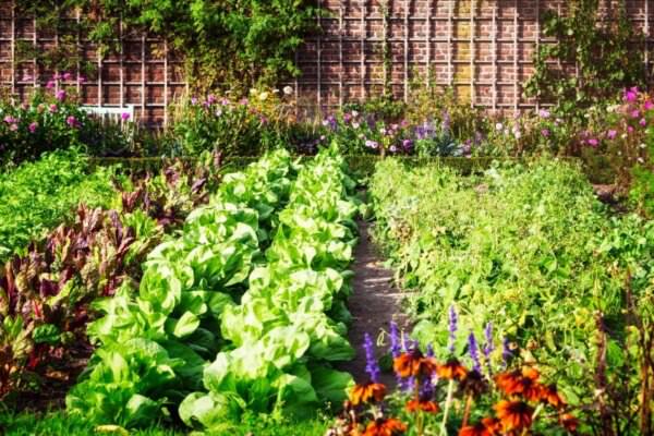 Große Ernte im kleinen Garten