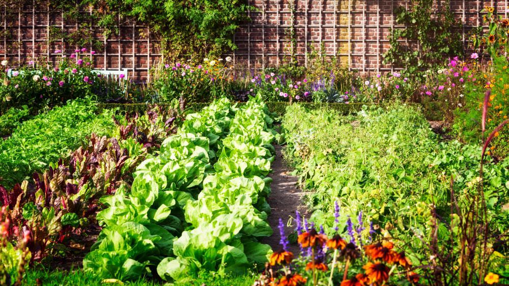 Große Ernte im kleinen Garten