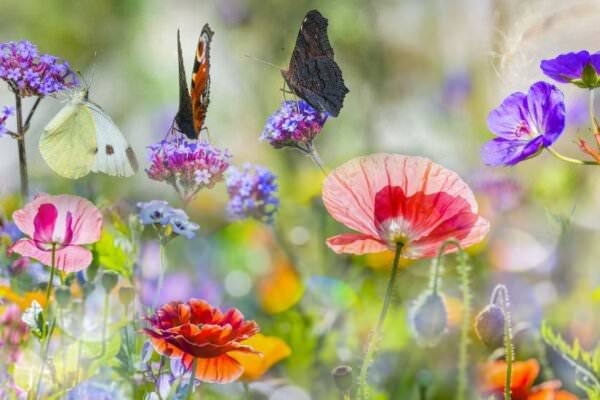 Insektenweide für den Garten