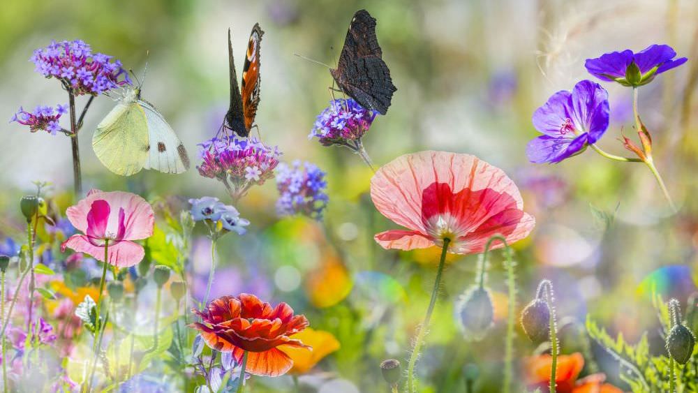 Insektenwiesen für den naturnahen Garten