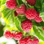 Himbeeren pflanzen: So klappt’s mit einer großen Ernte