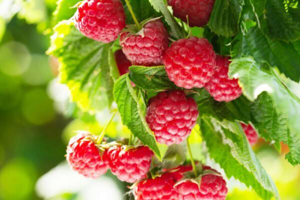 Himbeeren selbst anbauen