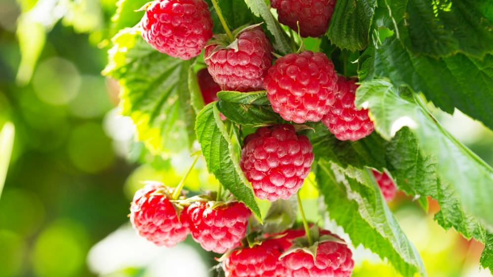 Himbeeren pflanzen: So klappt’s mit einer großen Ernte