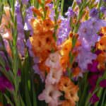 Gladiolen – Sorten, Anbau und Pflege