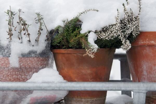 Balkonpflanzen im Winter