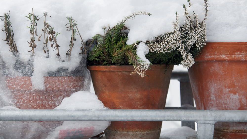 Balkonpflanzen im Winter