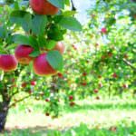Obstbäume vor Schädlingen schützen: Apfelwickler & Co. loswerden