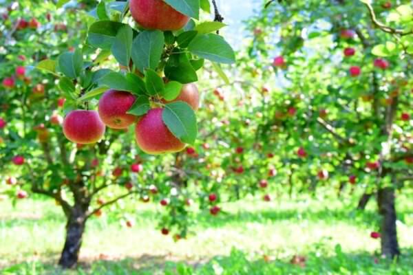 Obstbäume im Garten