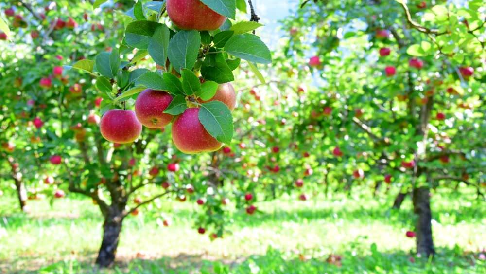 Obstbäume vor Schädlingen schützen: Apfelwickler & Co. loswerden