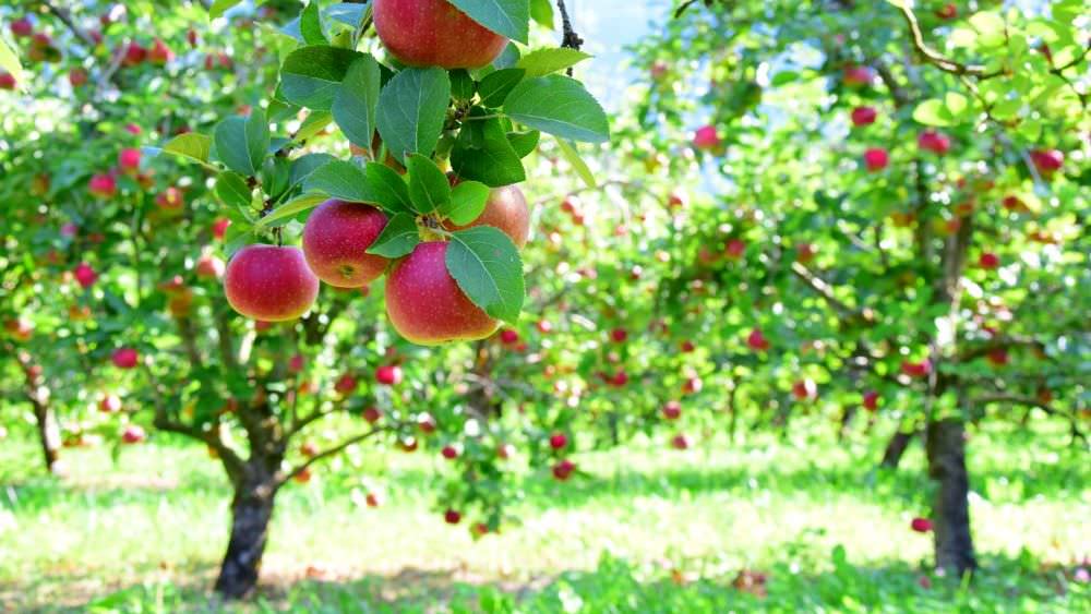 Obstbäume im Garten