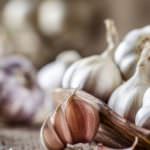 Knoblauch anbauen: So klappt’s mit großen Knollen