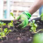 Beete vorbereiten: Ist Ihr Garten startklar für den Frühling?