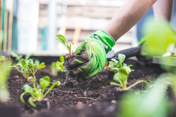 Gartenarbeit im Frühling