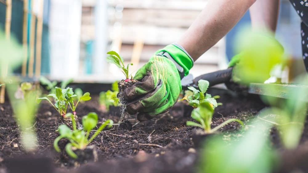 Gartenarbeit im Frühling